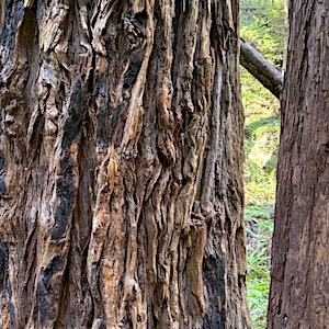 Coast redwoods at Muir Woods National Monument